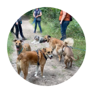 Balade encadrée des binômes humains - chiens