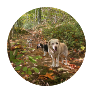 Balade en forêt avec les chiens parisiens